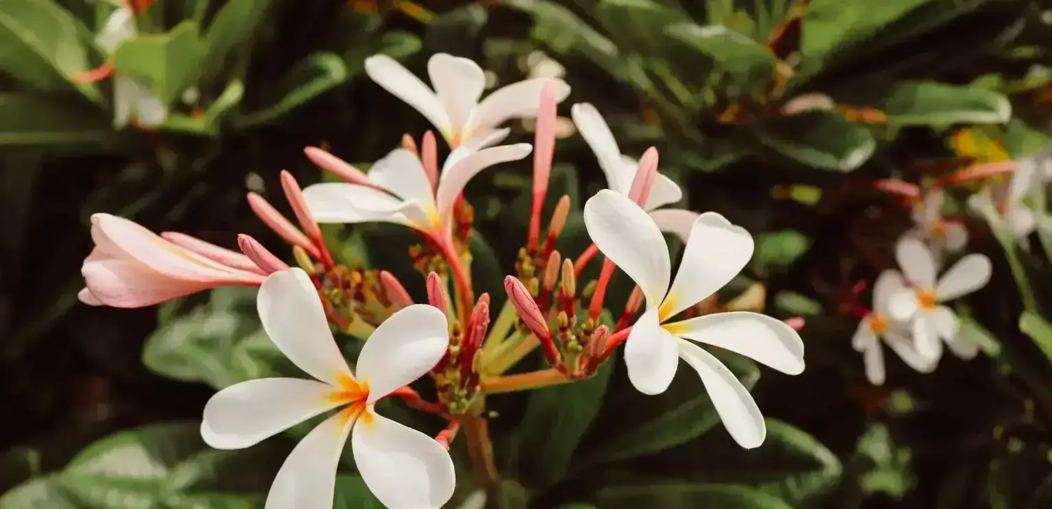cluster of white and pink plumeria flowers with green leaves