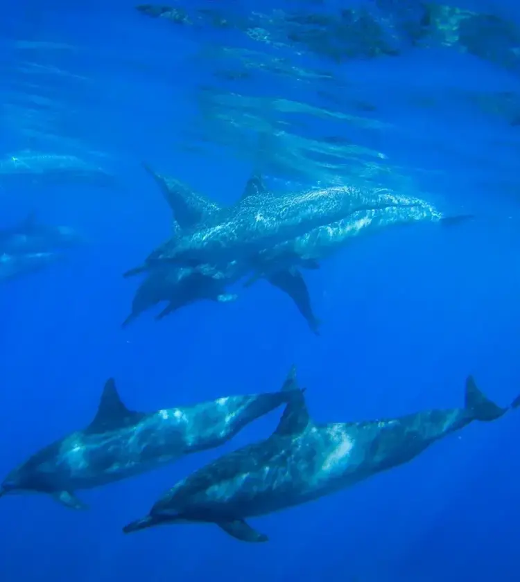 group of dolphins swimming underwater in clear blue ocean
