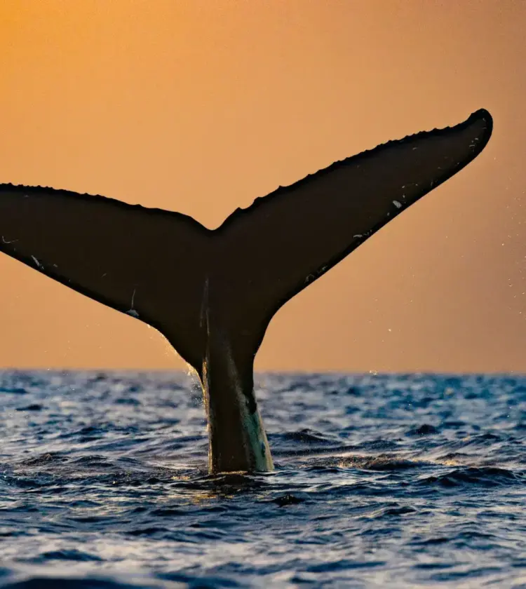 whale tail above ocean surface at sunset with orange sky