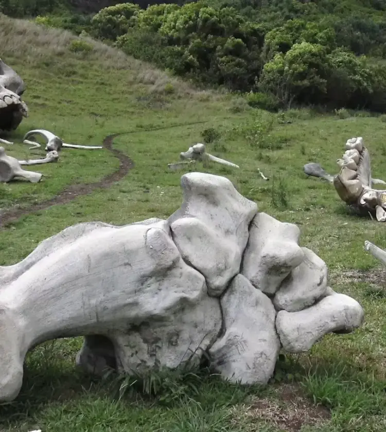 large artificial dinosaur skull and bones on grassy hill with person walking nearby