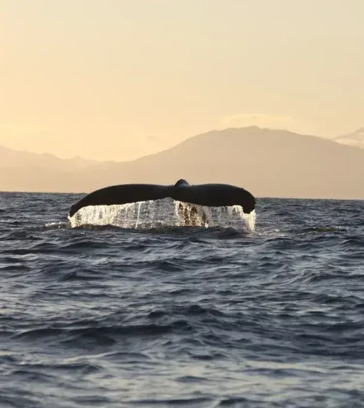 whale tail lifting above ocean surface with sunset mountains in background