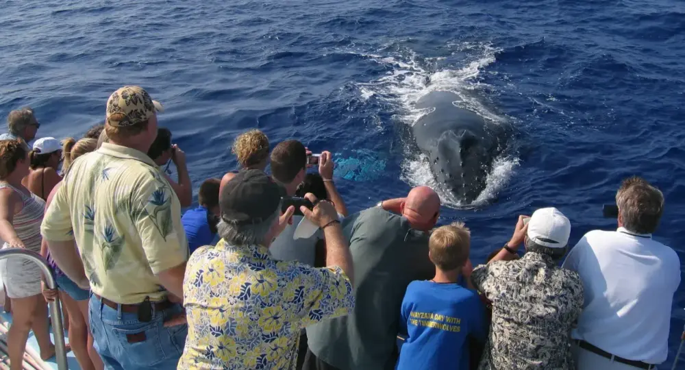 Group of tourists on boat watching a humpback whale surfacing in ocean