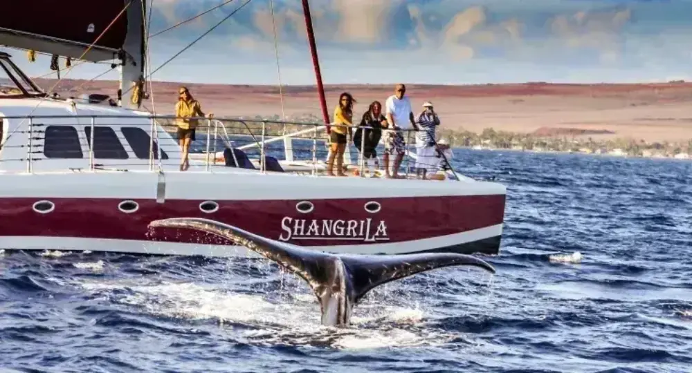Whale tail emerging from ocean near red and white tour catamaran with people watching on deck