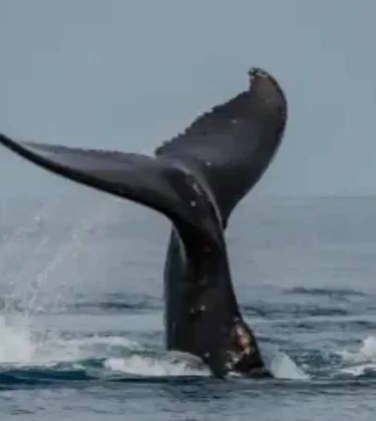 Deluxe Ma’alaea Sunset Whale Watch – Maui